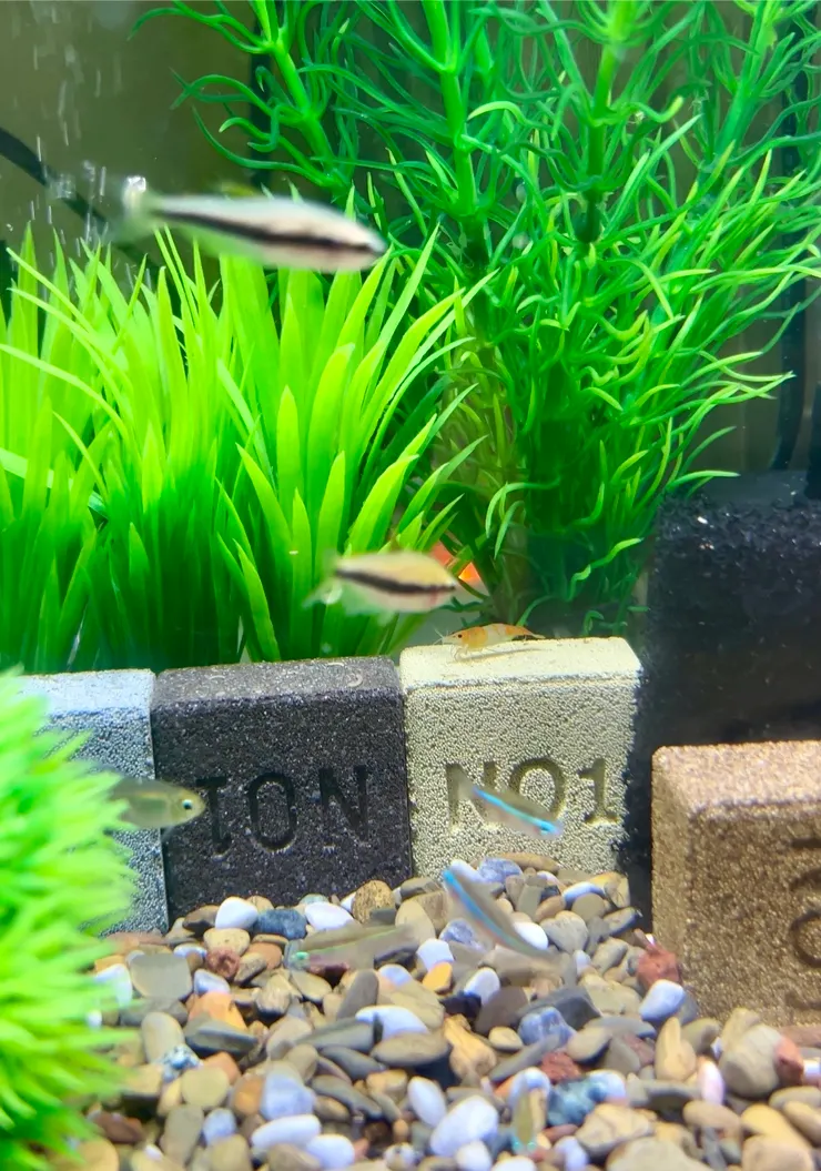 橘琉璃看起來很好吃ㄟ我害怕