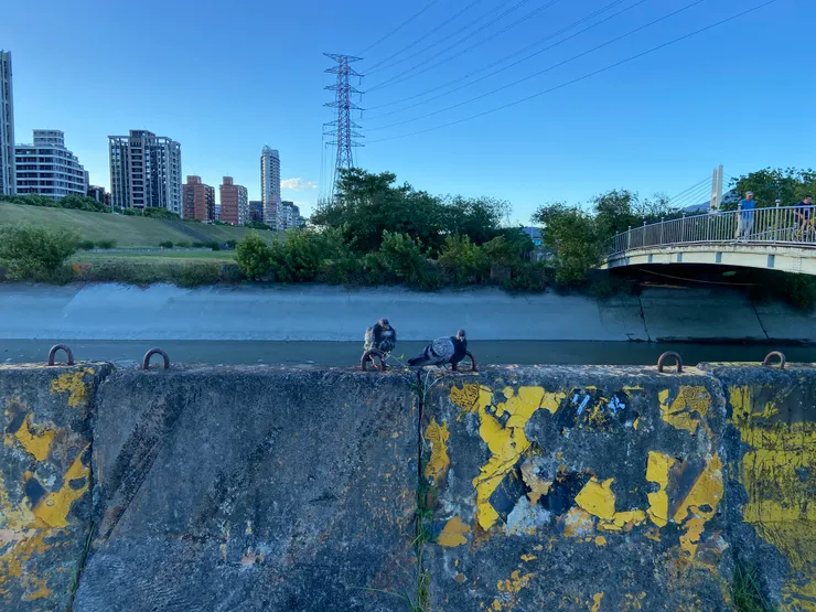 一隻病鴿子，有伴相陪