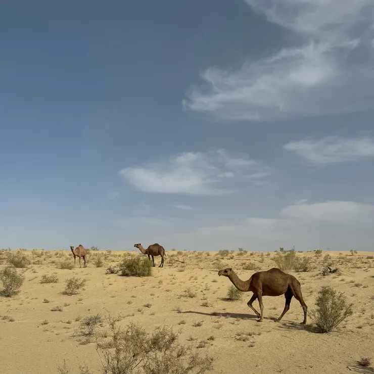 路上偶遇的野生駱駝