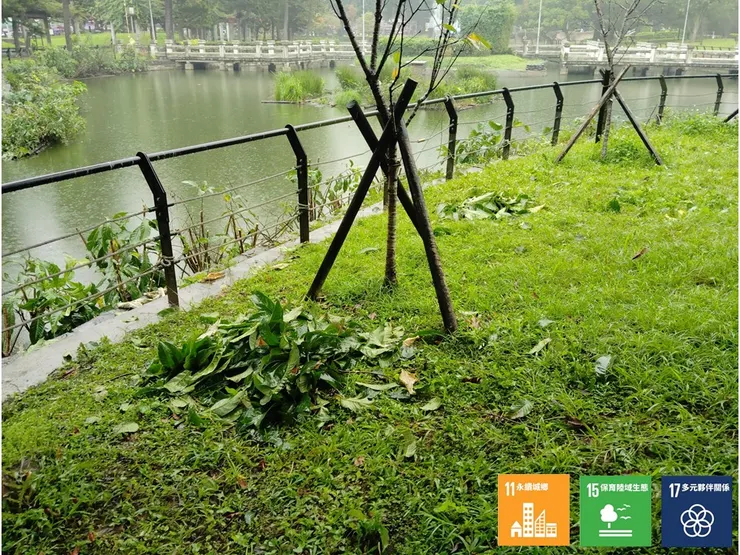 因雨勢增大而來不及清理的枝條只能暫堆一區,聯繫協請青年所派員清運,沒想到周末還有辦公人員,不到一下午便清除完畢,恢復了青公的舊觀,多謝青年所的給力後援