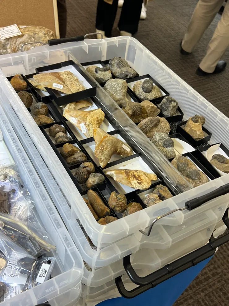 化石也是國際礦展上不可或缺的角色