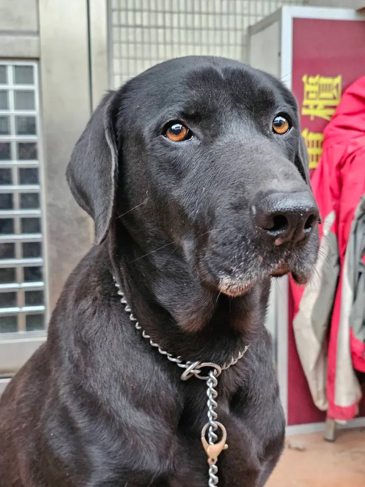 老二 Jaguar 9歲4個月