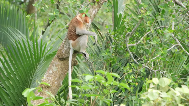 主角長鼻猴，男性毛色比較亮澤