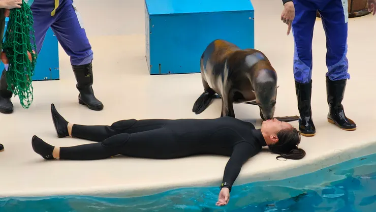 寒流來襲!遠雄海洋公園的工作人員還得落水配合演出節目橋段!真的是辛苦了!