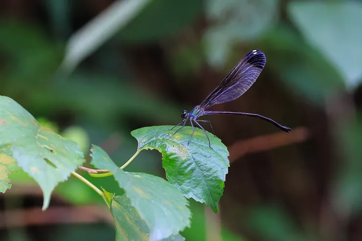 中華珈蟌 (南台亞種),也是遊樂區內常見的蜻蛉目