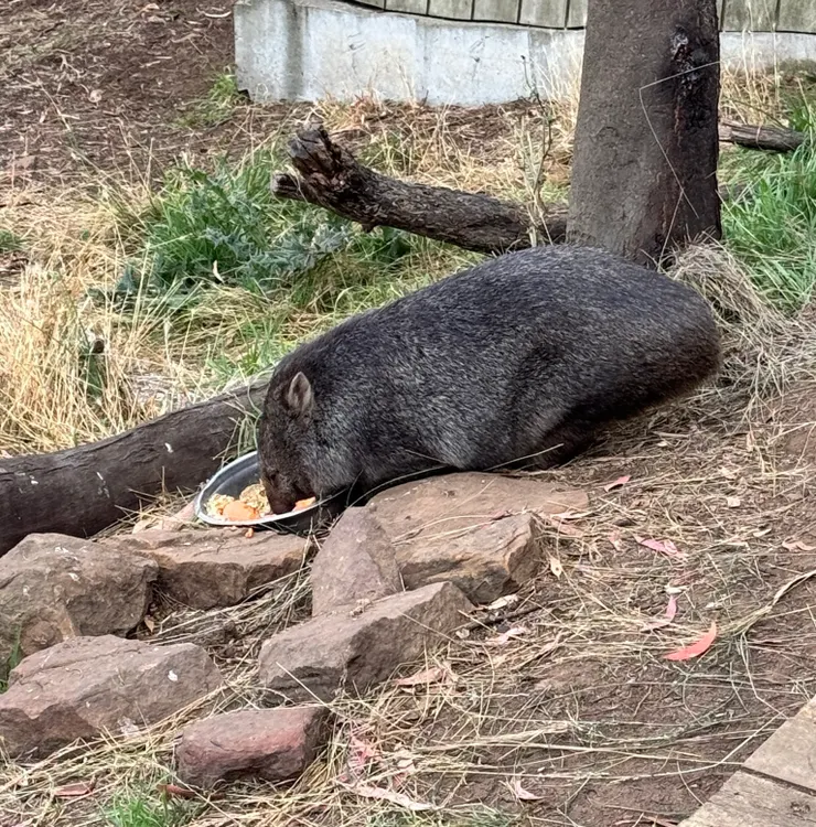 Wombat