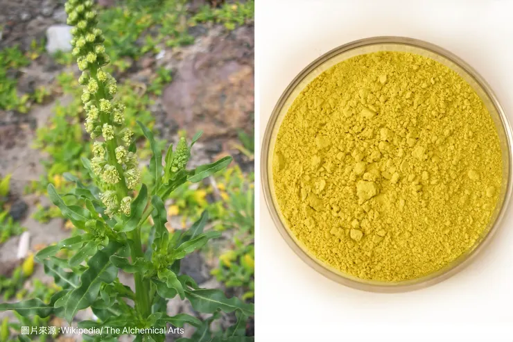 黃木犀草（weld）可以提取黃色