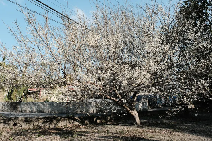 熱烈綻放的梅花！ photo by 黃筑瑜