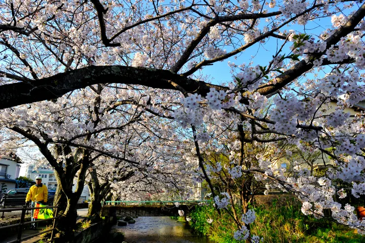 【櫻並木段沿岸賞花，偶遇行人。】
