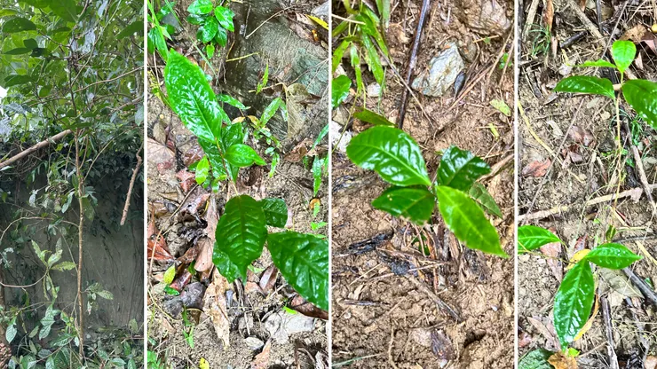 臺灣原生山茶群落之一，疏植後的生命