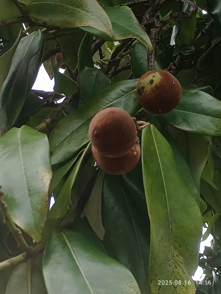 毛柿果實，去皮可食但味道不好