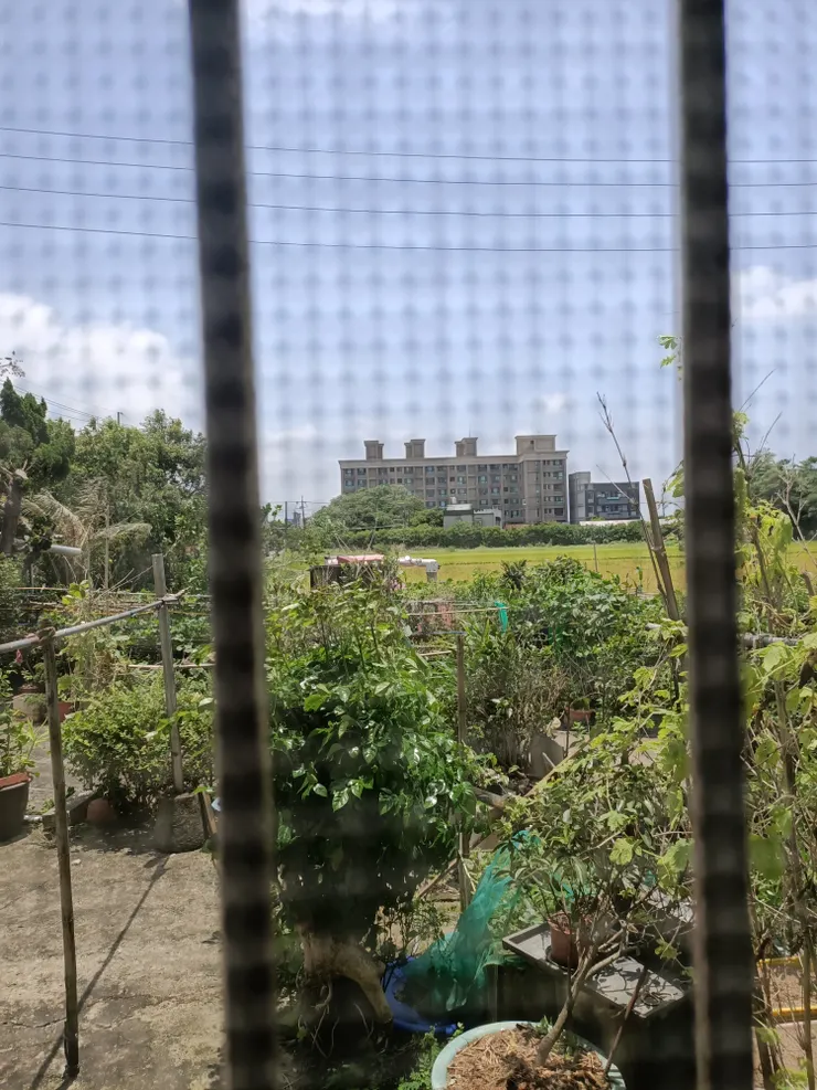 好快,又到了割稻的時候