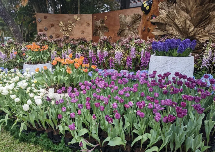 鬱金花季/士林官邸/2024