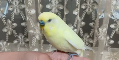 一位說書人的生命故事與靈魂契約