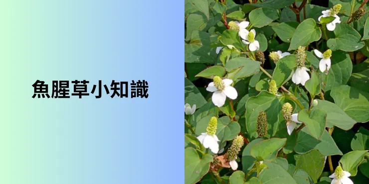 魚腥草又名折耳根