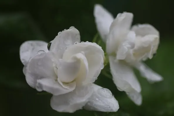 潔白冰清的茉莉，最適合搭配白色的食材