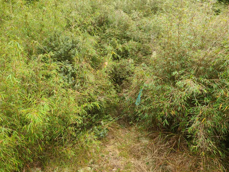 接上稜線後是箭竹叢，往拾丸山