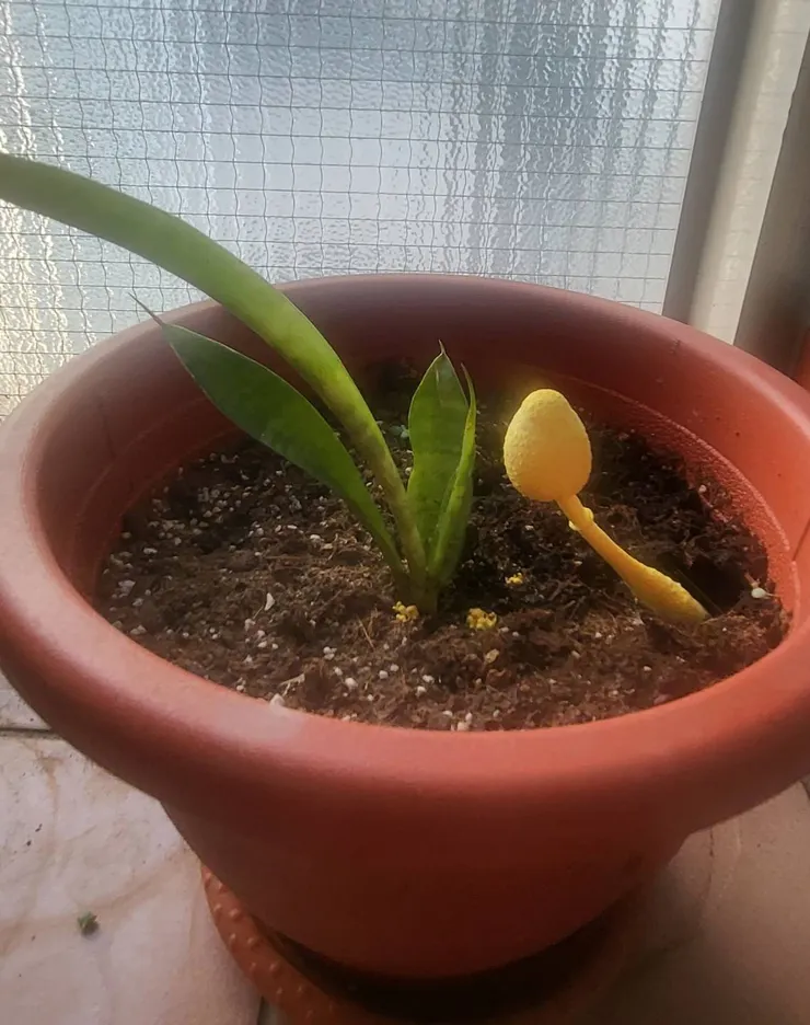 在虎尾蘭邊依偎