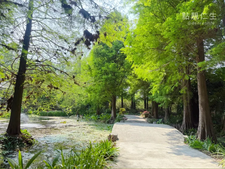彰化菁芳園|玻璃屋旁落羽松