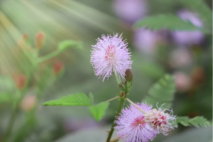 清晨盛開的含羞草 