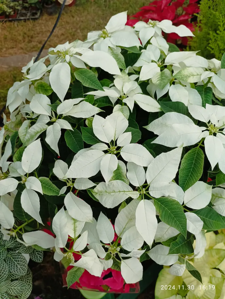 白色聖誕，自拍攝