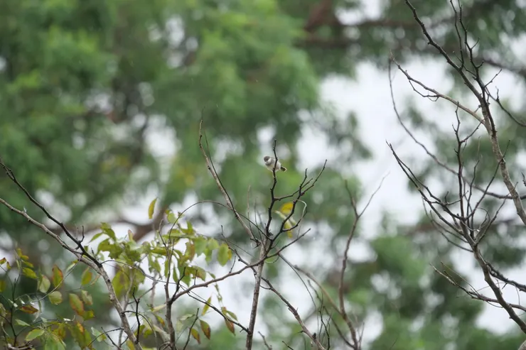 Grey-breasted Prinia