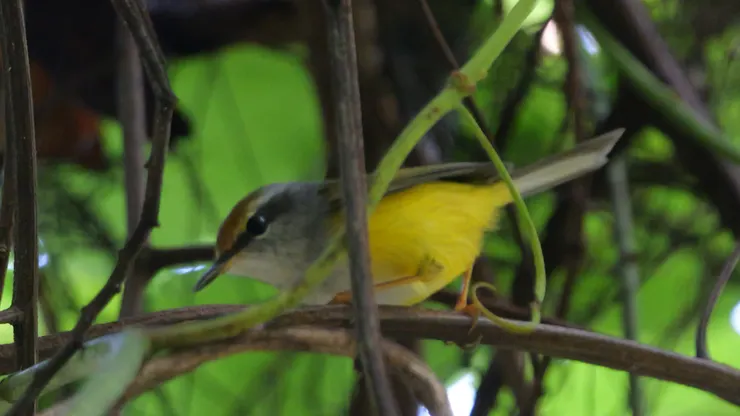 見到一隻可愛的金頭縫葉鶯