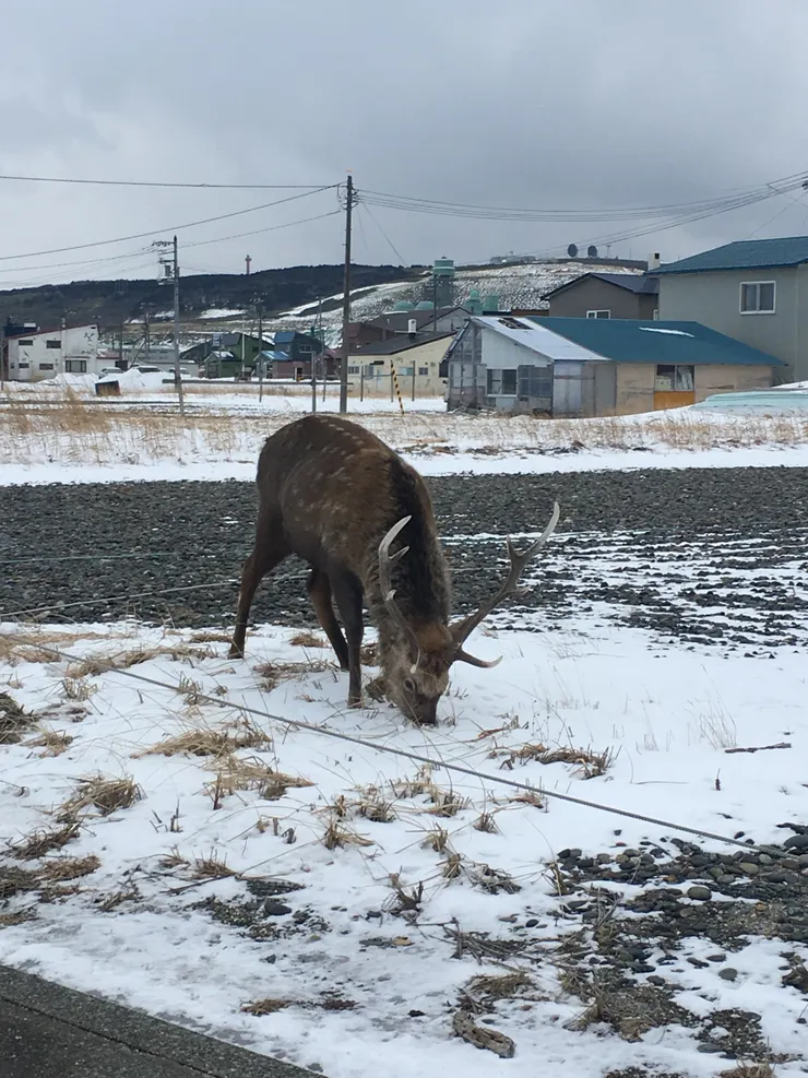 對，在稚內市區有馴鹿的，沒騙大家，他真的就是在市區街上吃草...