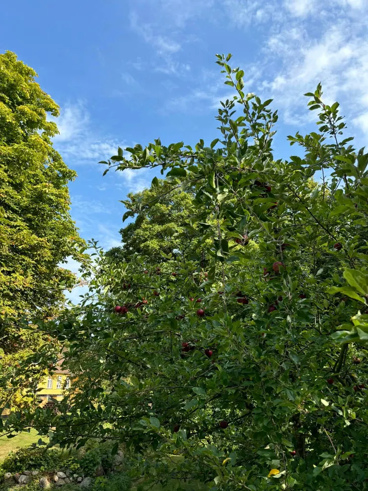 餐廳提供的蘋果都是校內蘋果樹摘來的
