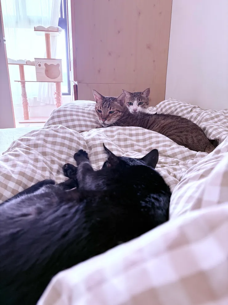 與貓貓們度過的美好休息時光~