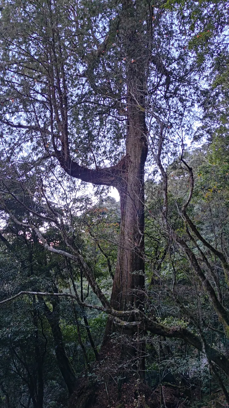 筆直高聳林業時代的倖存者