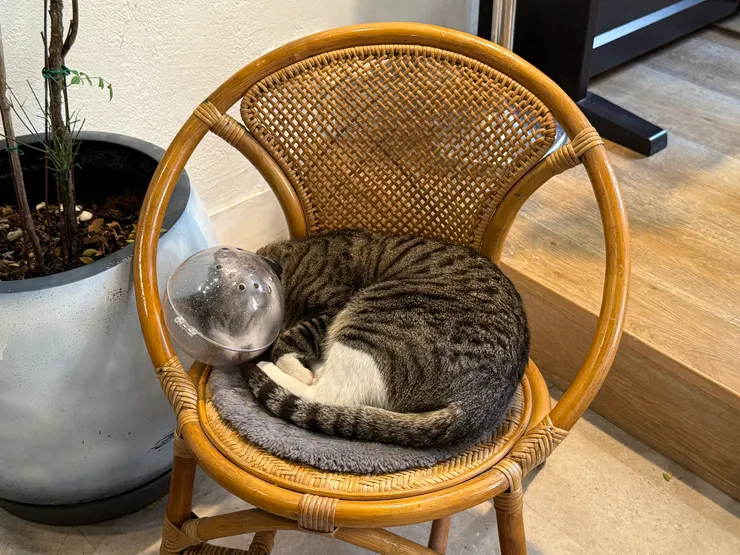 8月看到的貓主子,應該是不同隻