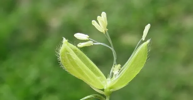 方格子-黑胡桃網路閣舊日誌