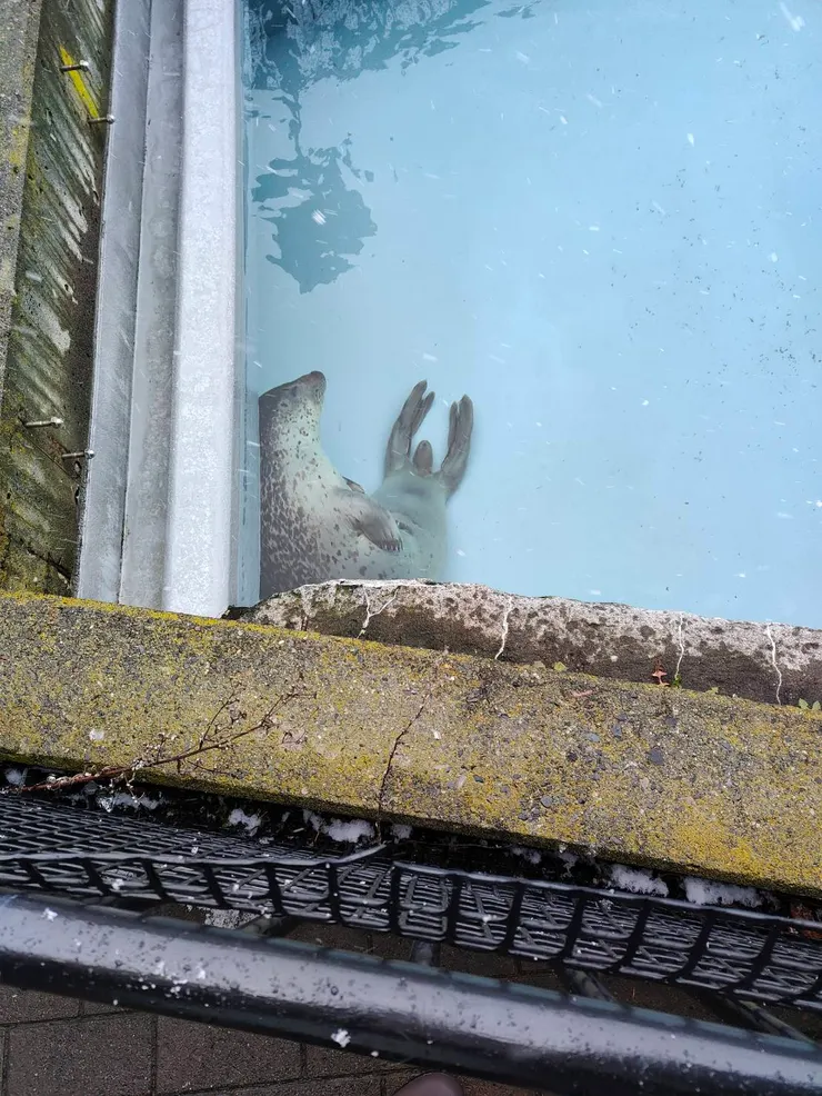 慵懶的海豹~感覺超舒服的