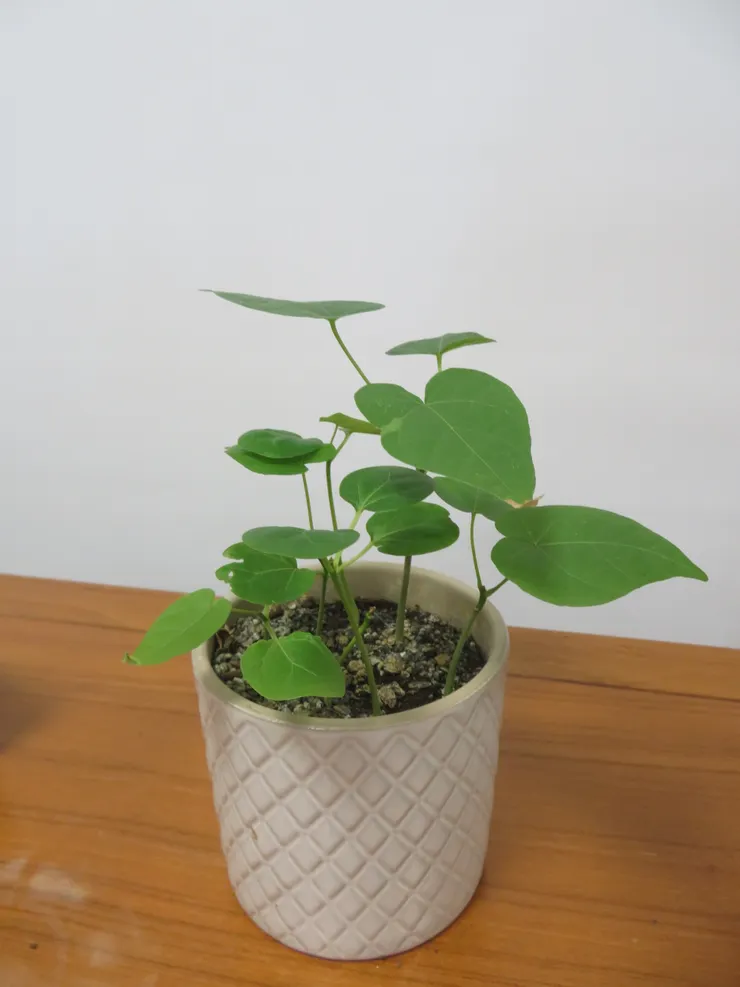 蘆洲慈濟110.03.11