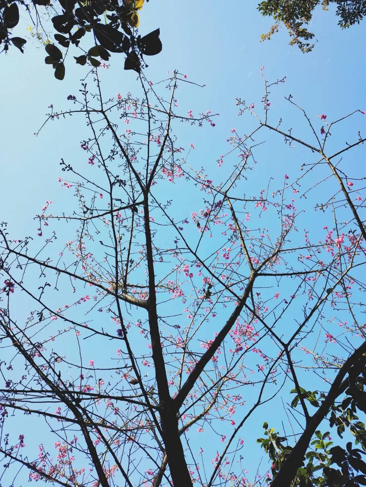 唯一一顆綻放的櫻花樹，在天氣甚好的藍天下粉色顯得格外美麗