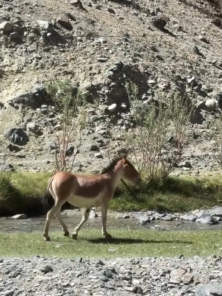 屁股很翹的野驢