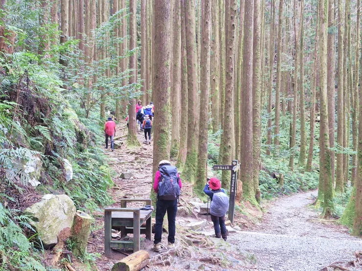 木馬道0.9K叉路，取左爬升260m，至橫嶺山三角點(海拔2024m )