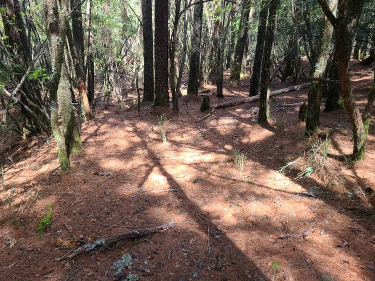 2537營地,再往前都還有腹地