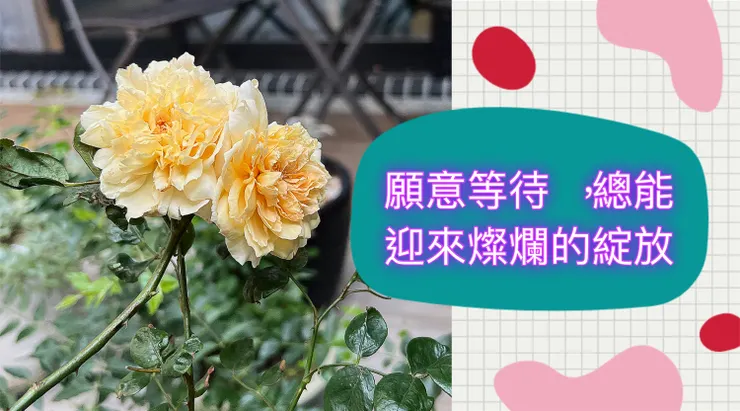 願意等待，總能迎來你燦爛的綻放