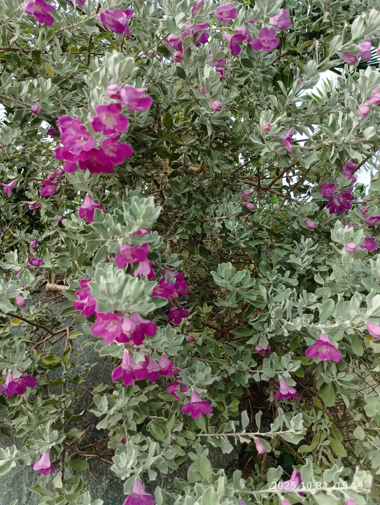   留眼香塵逐，還自語