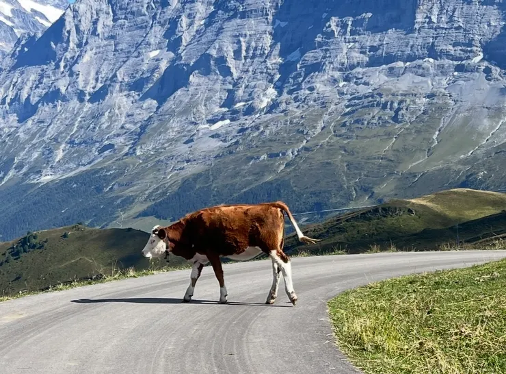 擋路的牛，誰捨得趕牠走啊