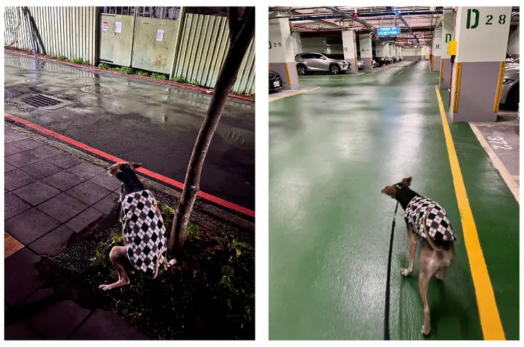 頂著雨在路邊尿尿，接著到地下室散步