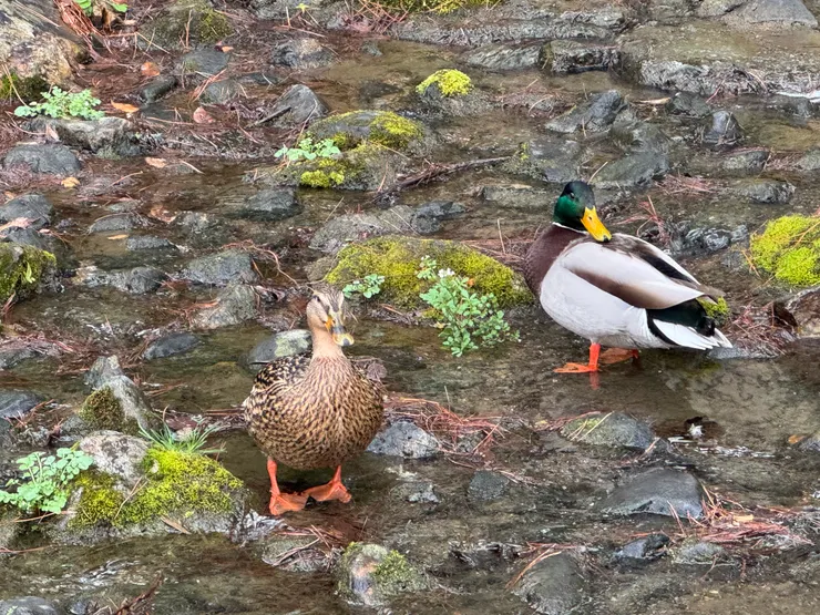圓山公園內的鴨子