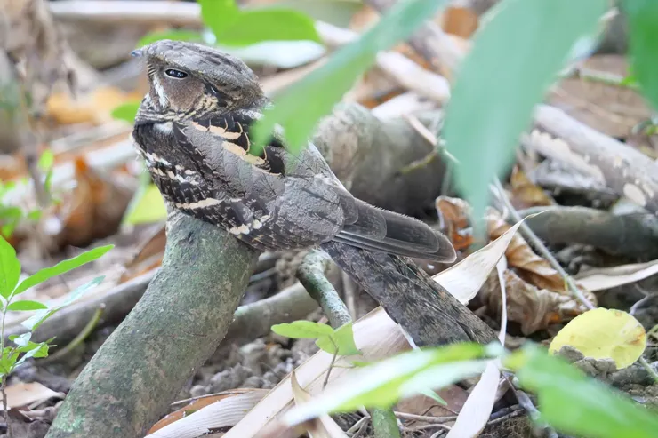 長尾夜鷹 Large-tailed nightjar