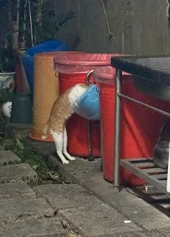 貓：廚餘桶是個挖寶的好所在