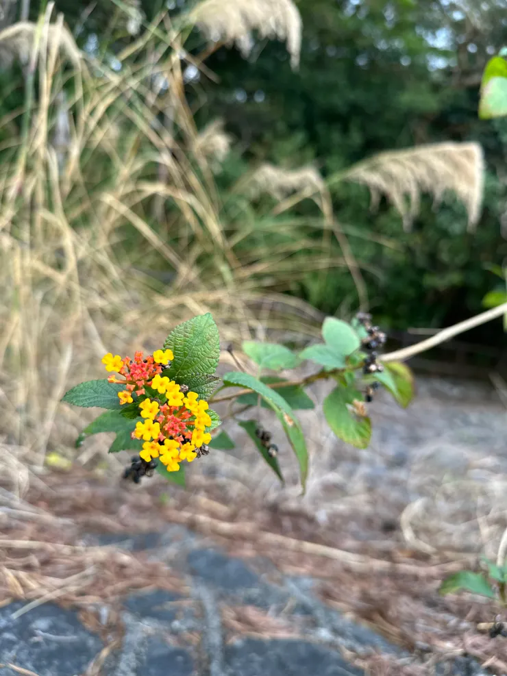 在路上看見一朵非常漂亮的花，馬上記錄下來！