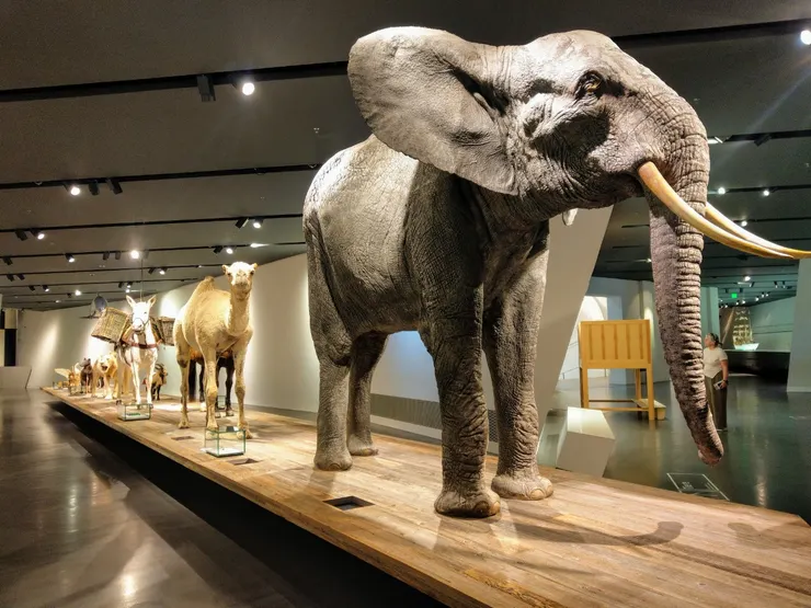 與戰爭有關的動物們