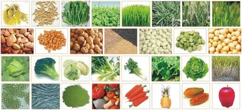 All Nature Inc/31種蔬果粉健樂精力湯