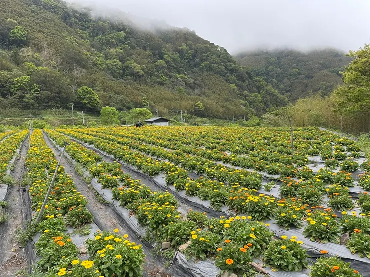 那羅灣這裡空氣超好，每次來這邊都忍不住大口呼吸，趁機淨化一下自己